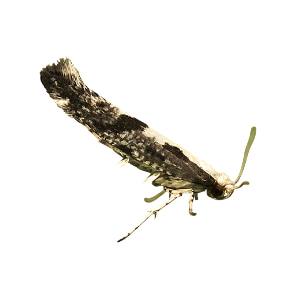 Argyresthia conjugella